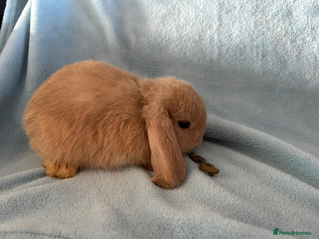 Mini Lop rabbits for sale: Pure Breed Mini Lop baby bunnies ready 1st Aug - Image 4