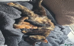 Mixed Breed cats for sale: Kittens for Sale - Image 4