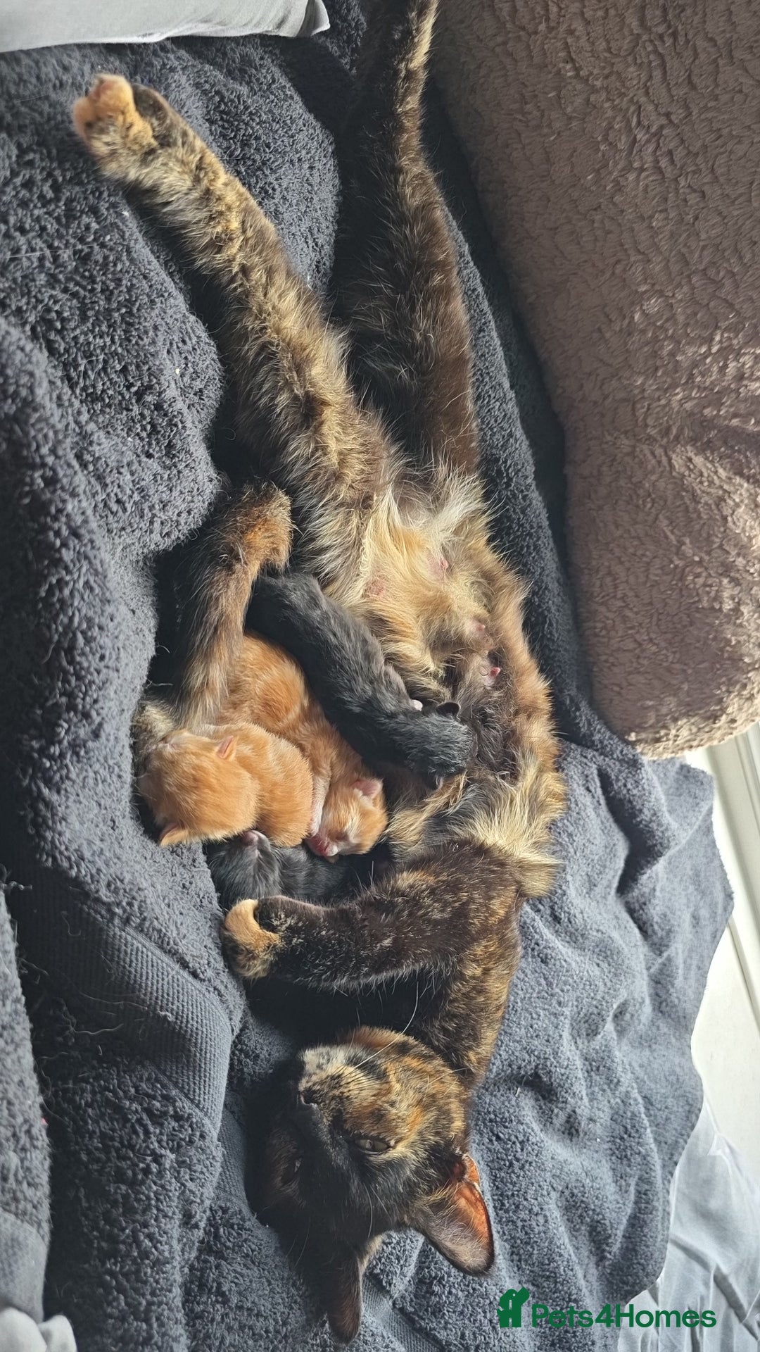 Mixed Breed cats for sale: Kittens for Sale - Image 4