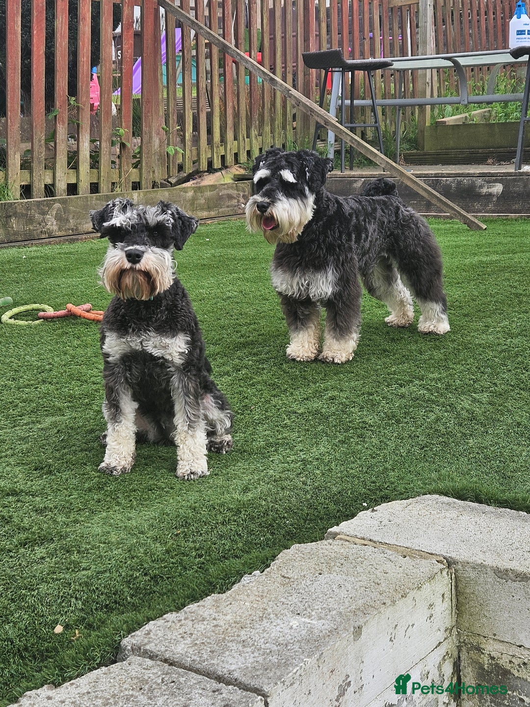 Miniature Schnauzer dogs for sale: Miniature schnauzer's due, KC, Mac, low COI - Image 7