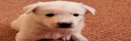 Mixed Breed dogs for sale: Husky Cross Puppies - Advert 17