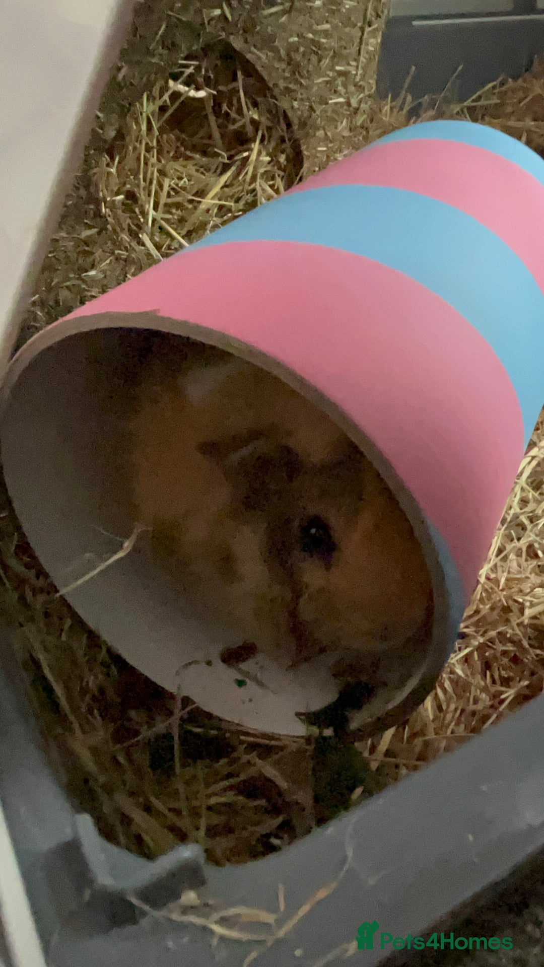 Guinea Pig rodents for sale: 2 Female Guinea Pigs - Image 5