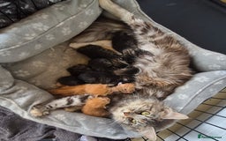 Maine Coon cats for sale: Maine Coon x siberian - Image 13