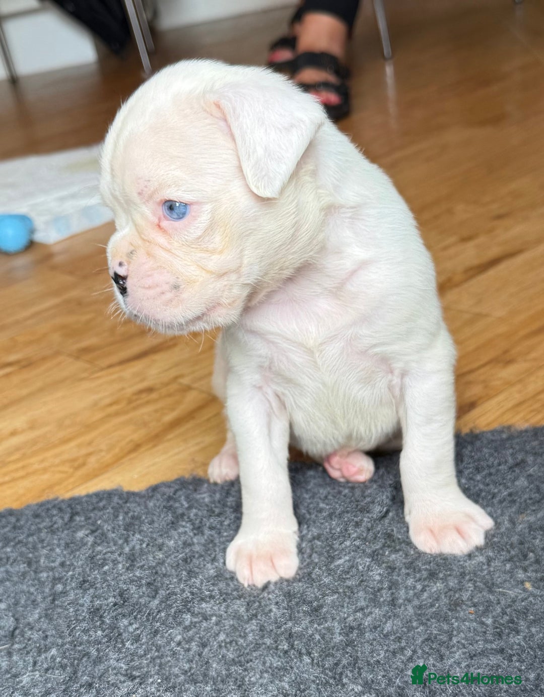 Boxer dogs for sale: Quality Boxer Puppies - Image 4