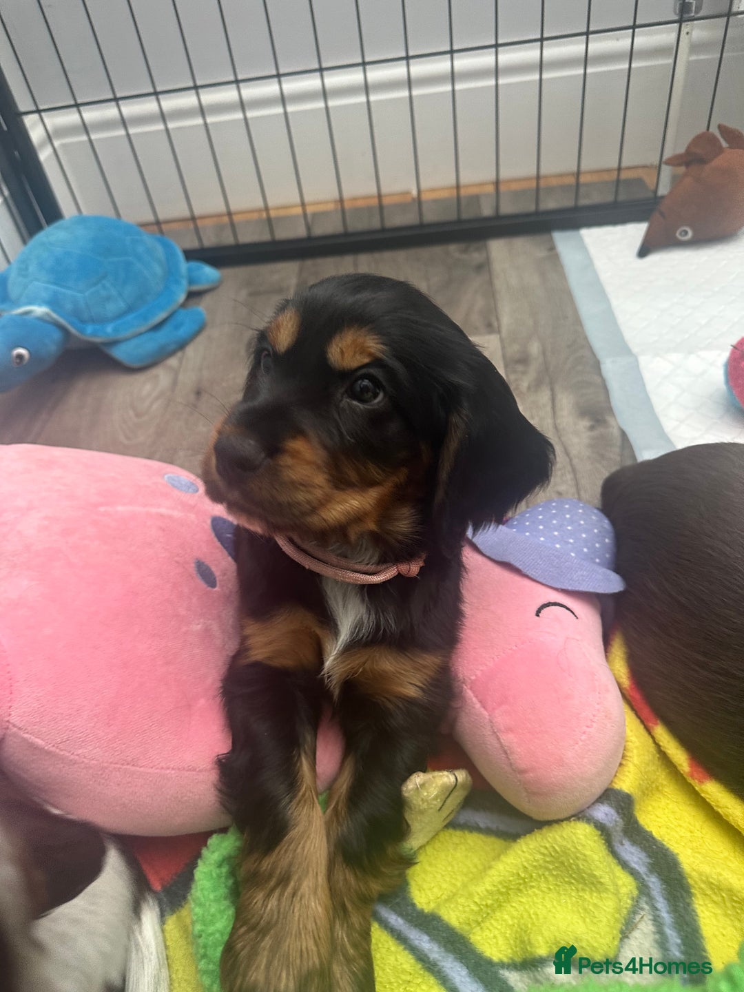 Cocker Spaniel dogs for sale: *READY TO LEAVE* Show Cocker Spaniel Pups - Image 4