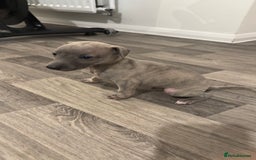 Whippet dogs for sale: OUTSTANDING PRESTIGIOUS LAGUNA BLUE WHIPPETS! KC - Image 39