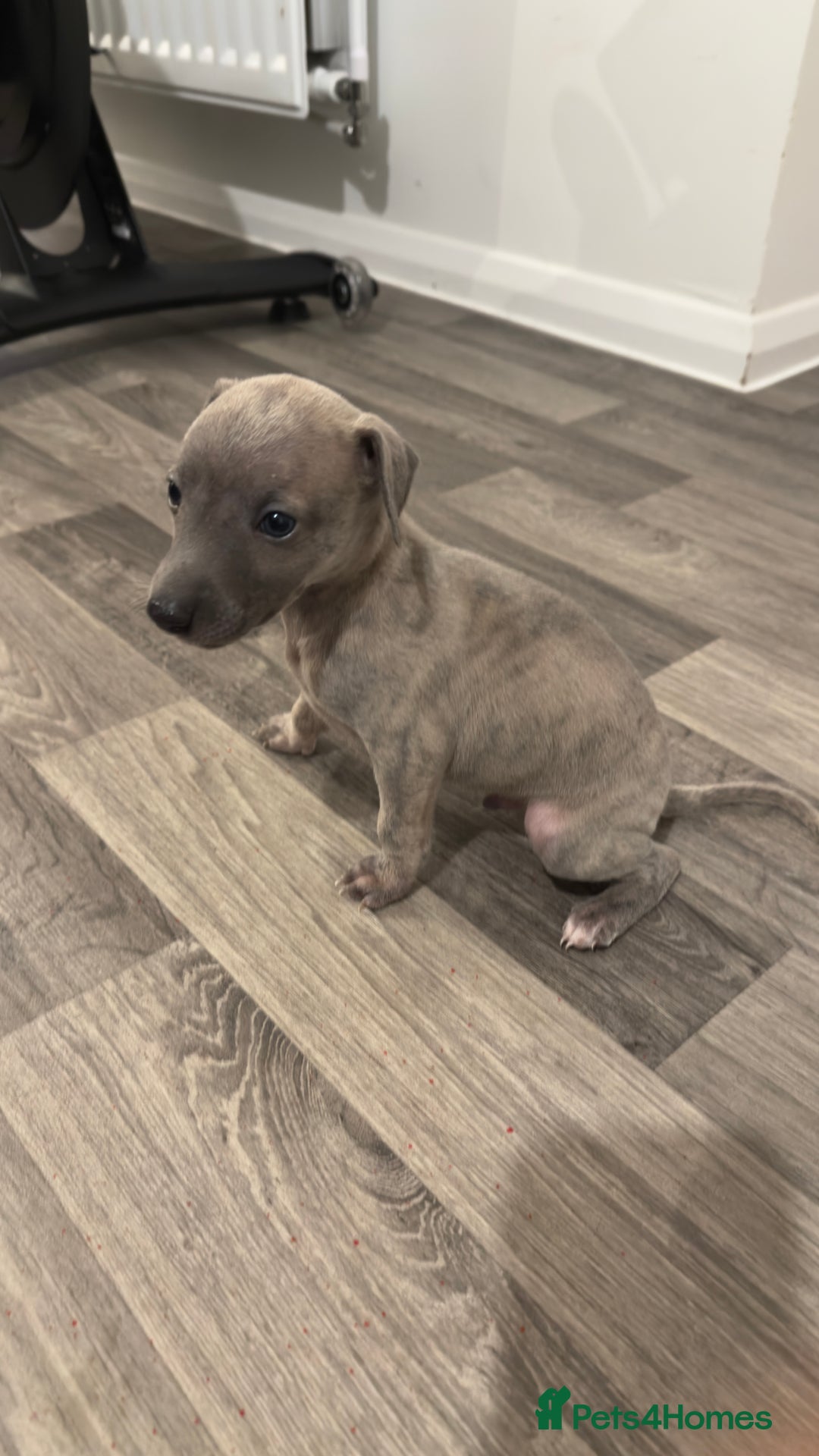 Whippet dogs for sale: OUTSTANDING PRESTIGIOUS LAGUNA BLUE WHIPPETS! KC - Image 39