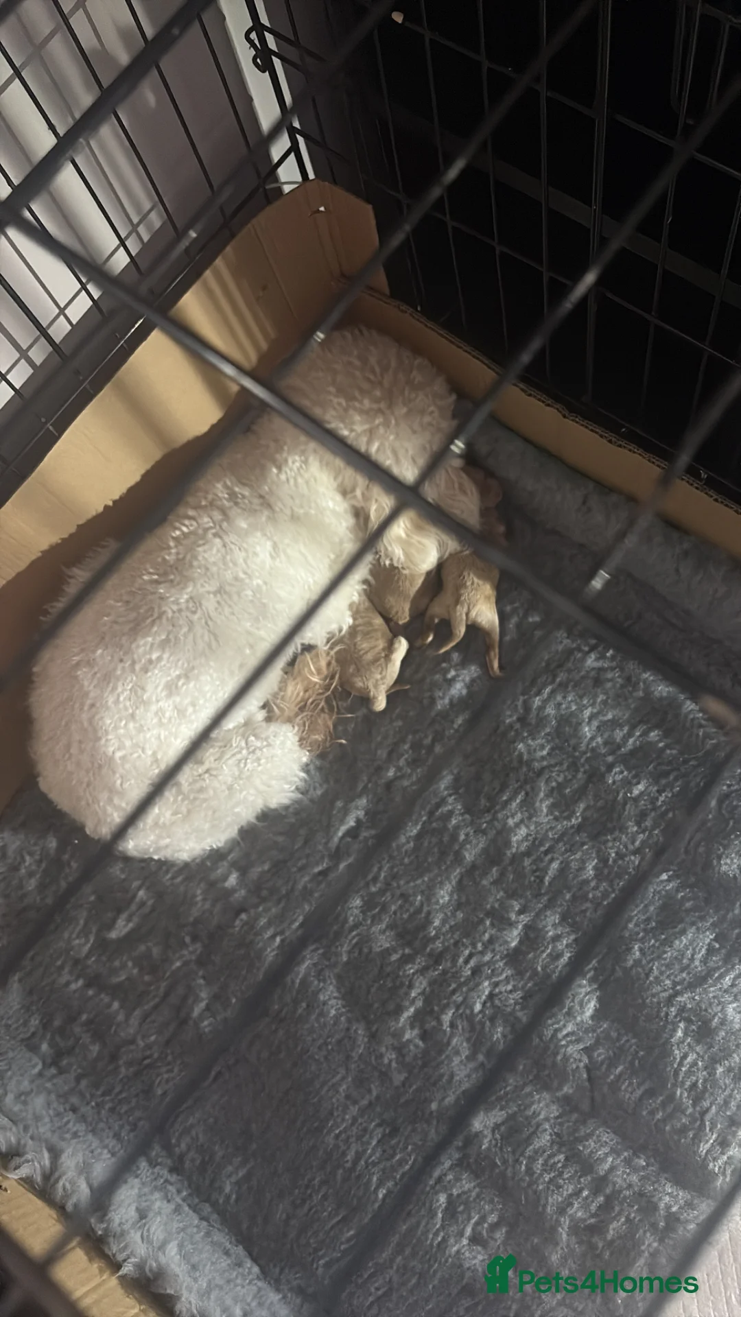 Cavapoo dogs for sale: Cavapoo pups only 1boy 1girl left  - Advert 2