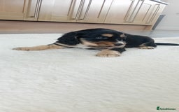 Cocker Spaniel dogs for sale: QUALITY COCKER SPANIAL PUPPIES VARIOUS COLOURS - Image 16