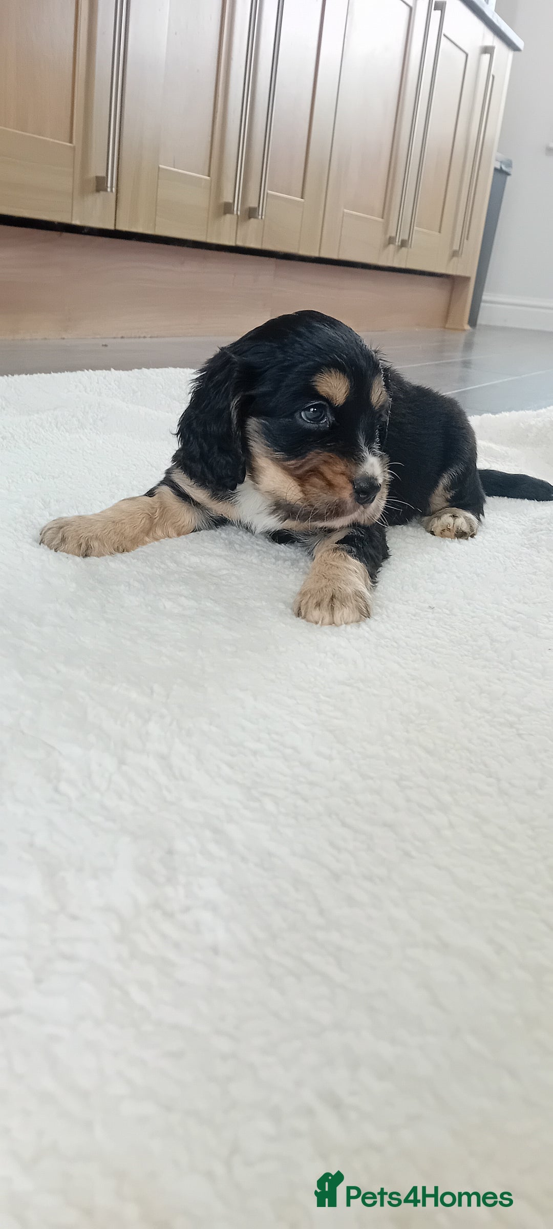 Cocker Spaniel dogs for sale: QUALITY COCKER SPANIAL PUPPIES VARIOUS COLOURS - Image 16