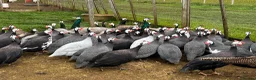 Guinea Fowl poultry for sale: Guineafowl & Peafowl in Romsey - Advert 3