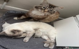 Ragdoll cats for sale: Ragdoll kittens - Image 5