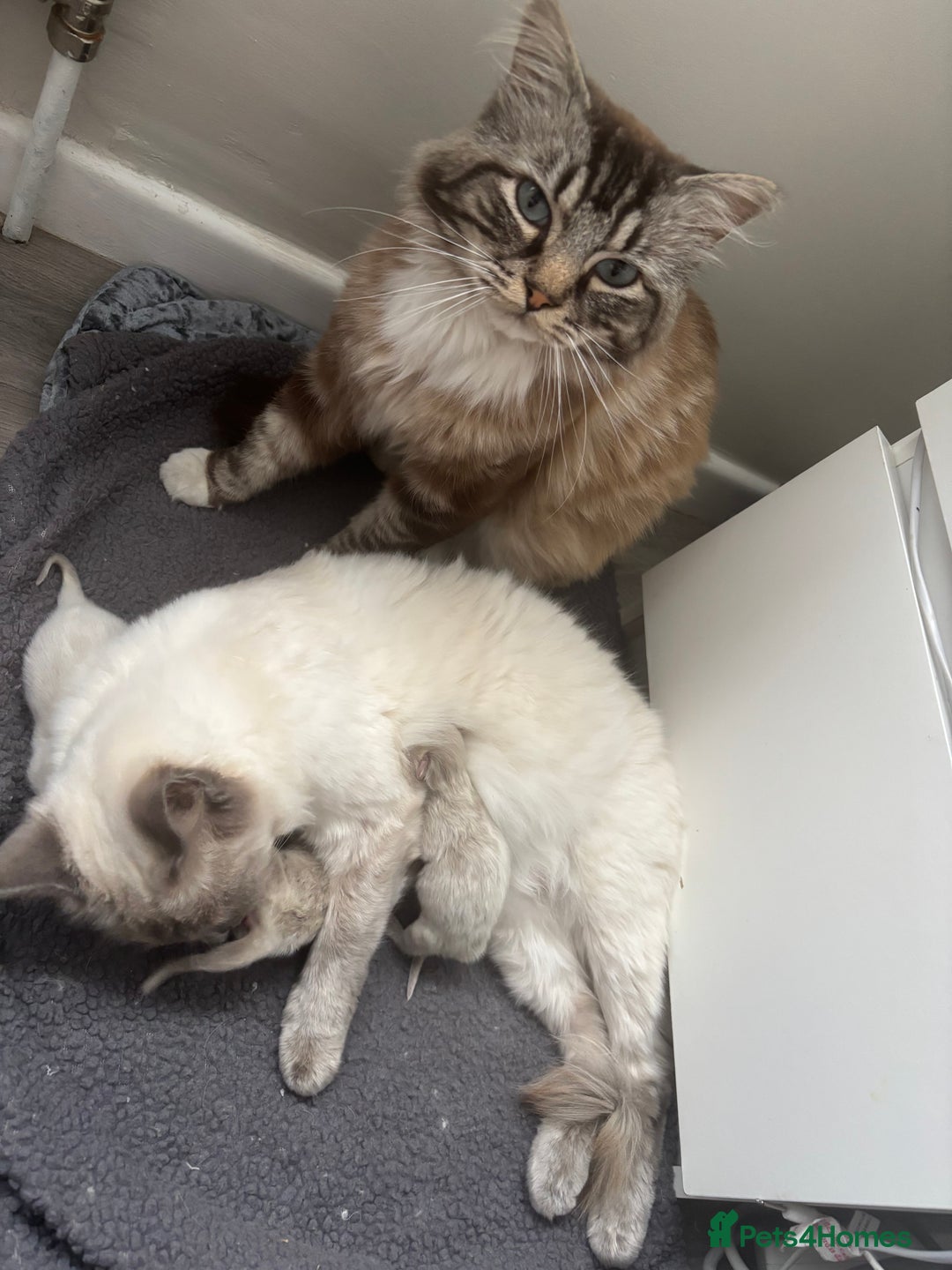 Ragdoll cats for sale: Ragdoll kittens - Image 5