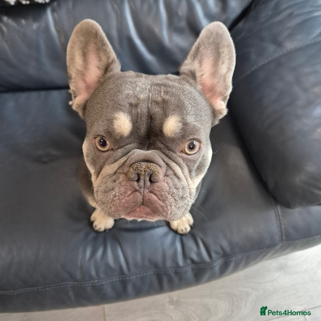 French Bulldog dogs for sale: Male French Bulldog - Advert 1