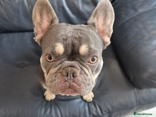French Bulldog dogs Male French Bulldog - Advert 17