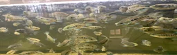 Cichlids fish for sale: Texas cichlids  in Pevensey - Advert 7