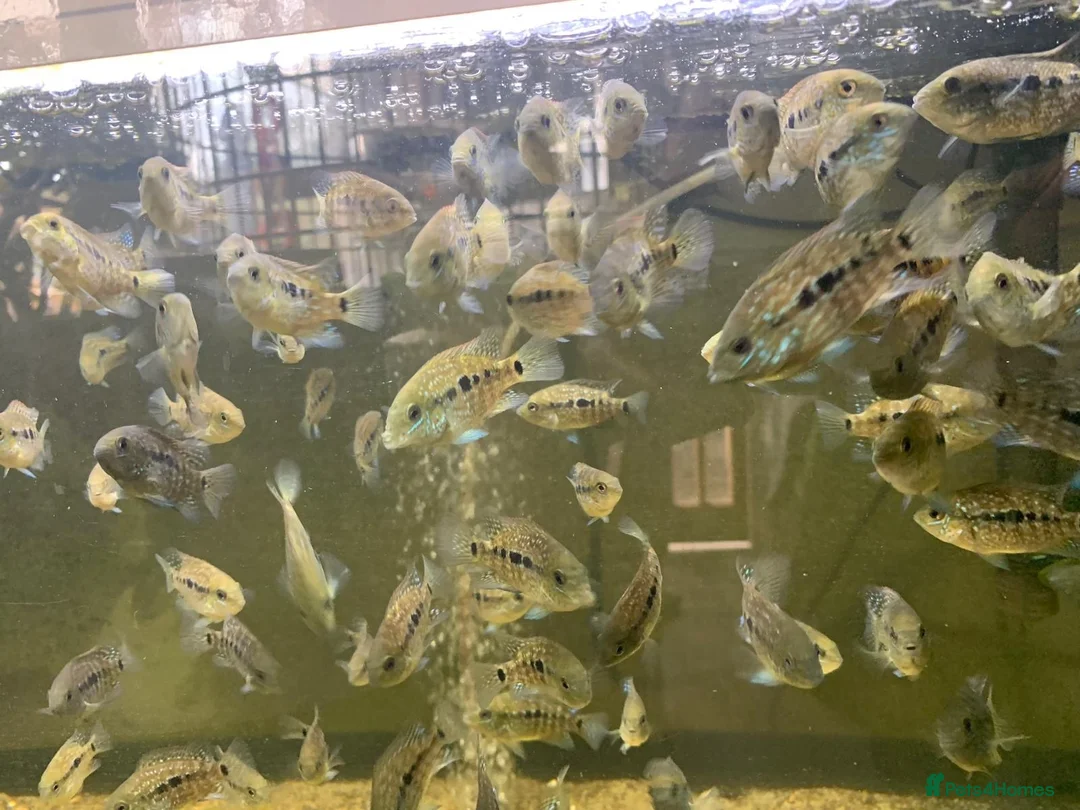 Cichlids fish for sale: Texas cichlids  in Pevensey - Advert 7