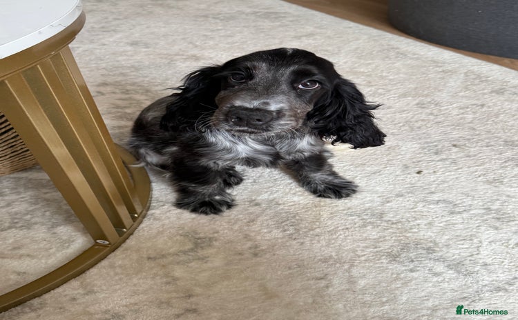 Cocker Spaniel dogs - Advert 3