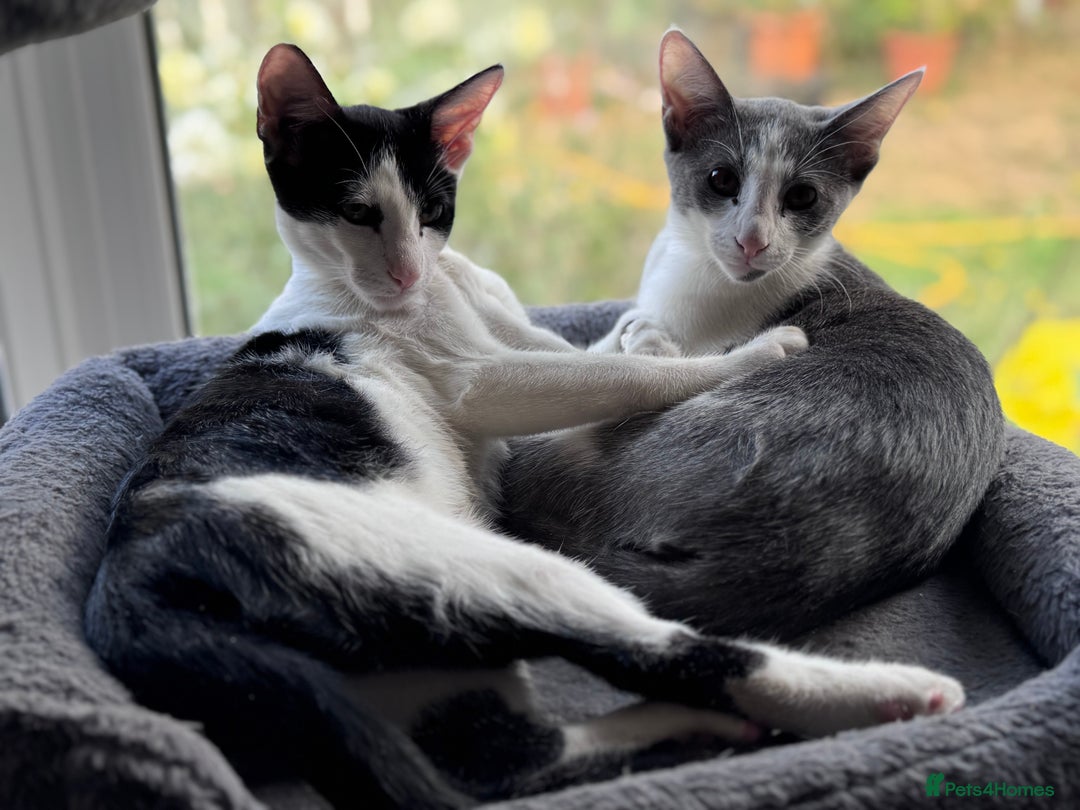 Oriental cats for sale: Ready now! Oriental shorthair kittens mix - Image 6