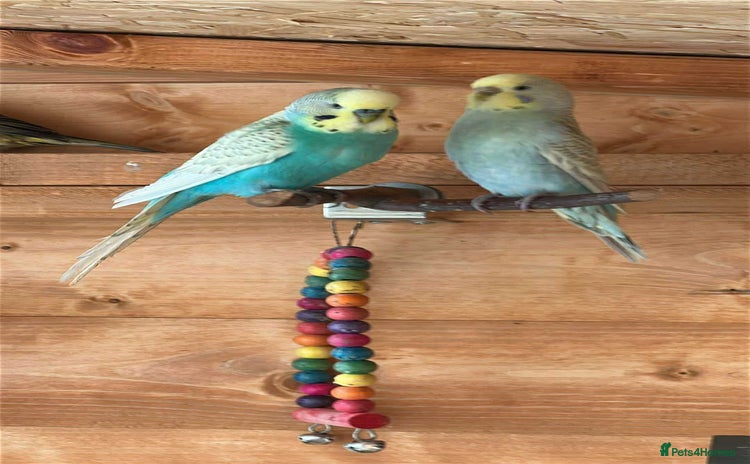 Budgerigars birds - Advert 9