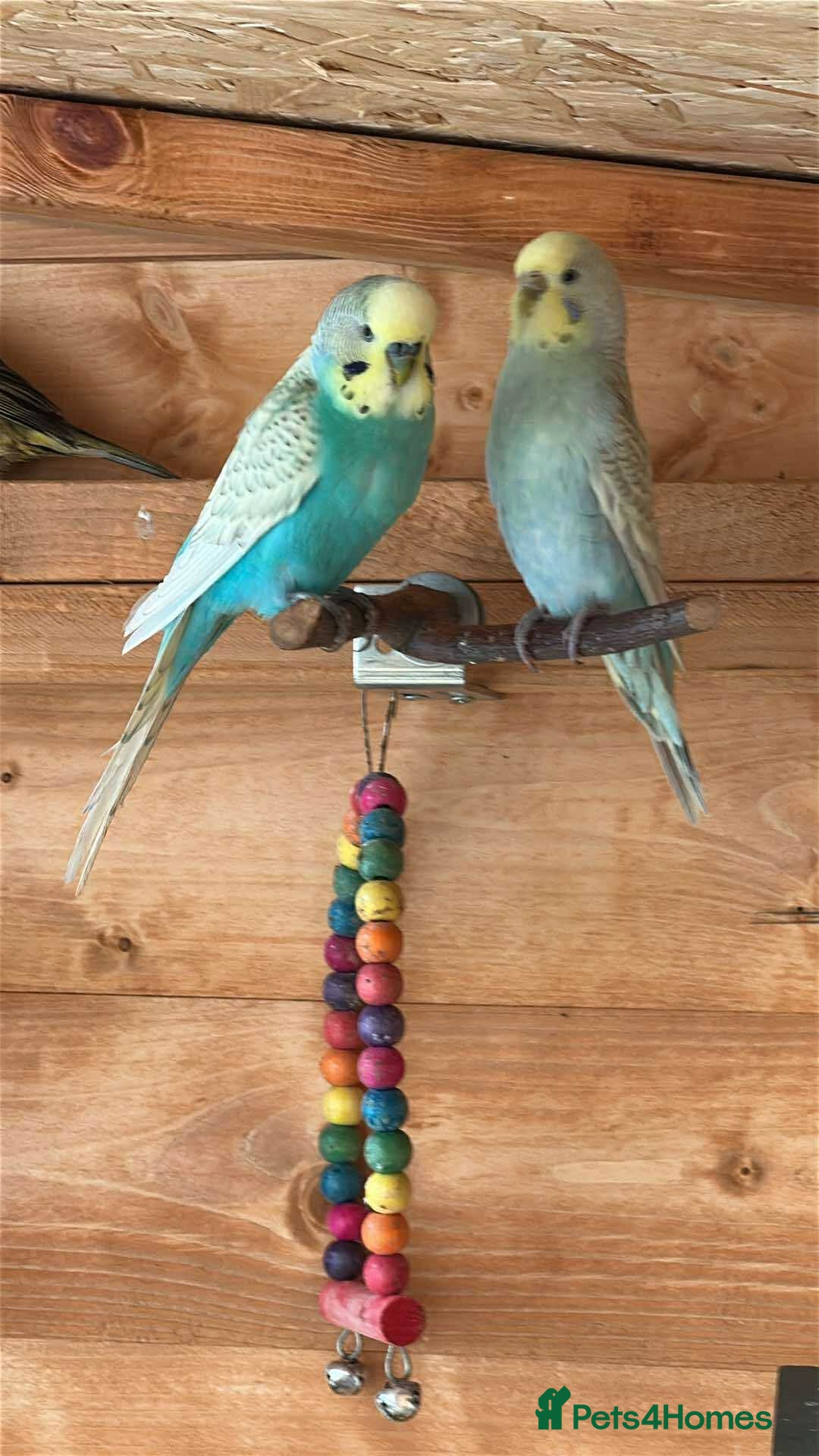 Budgerigars birds for sale: Mix of budgies - Image 1