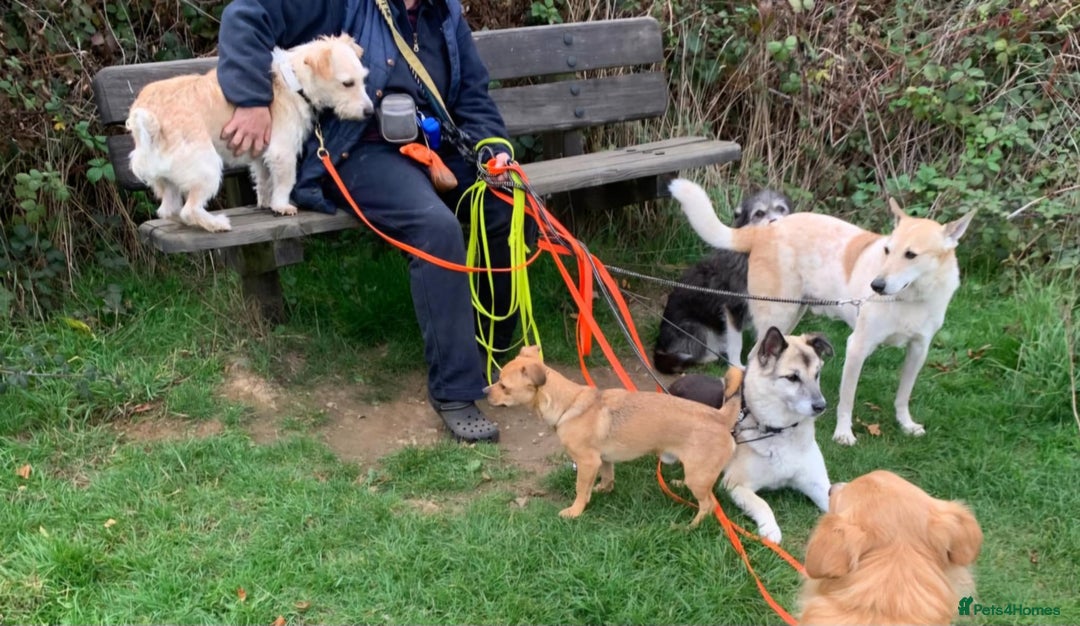 Mixed Breed dogs for adoption: Say hello to Ronnie - Image 4