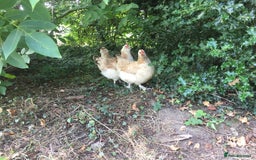 Chickens poultry for sale: Salmon Faverolle Hens - Image 6