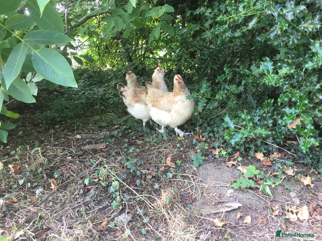 Chickens poultry for sale: Salmon Faverolle Hens - Image 6