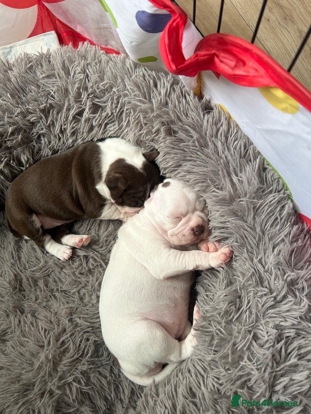 Boston Terrier dogs for sale: 🎃👻 TWO BOO-TIFUL BOO-STON BABIES 👻🎃 - Image 5