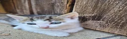 Mixed Breed cats for sale: Adorable Kittens for Sale – 3 Boys, 2 Girls in London - Advert 19