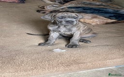 Cane Corso dogs for sale: Cane corso puppies 10 weeks old - Image 16