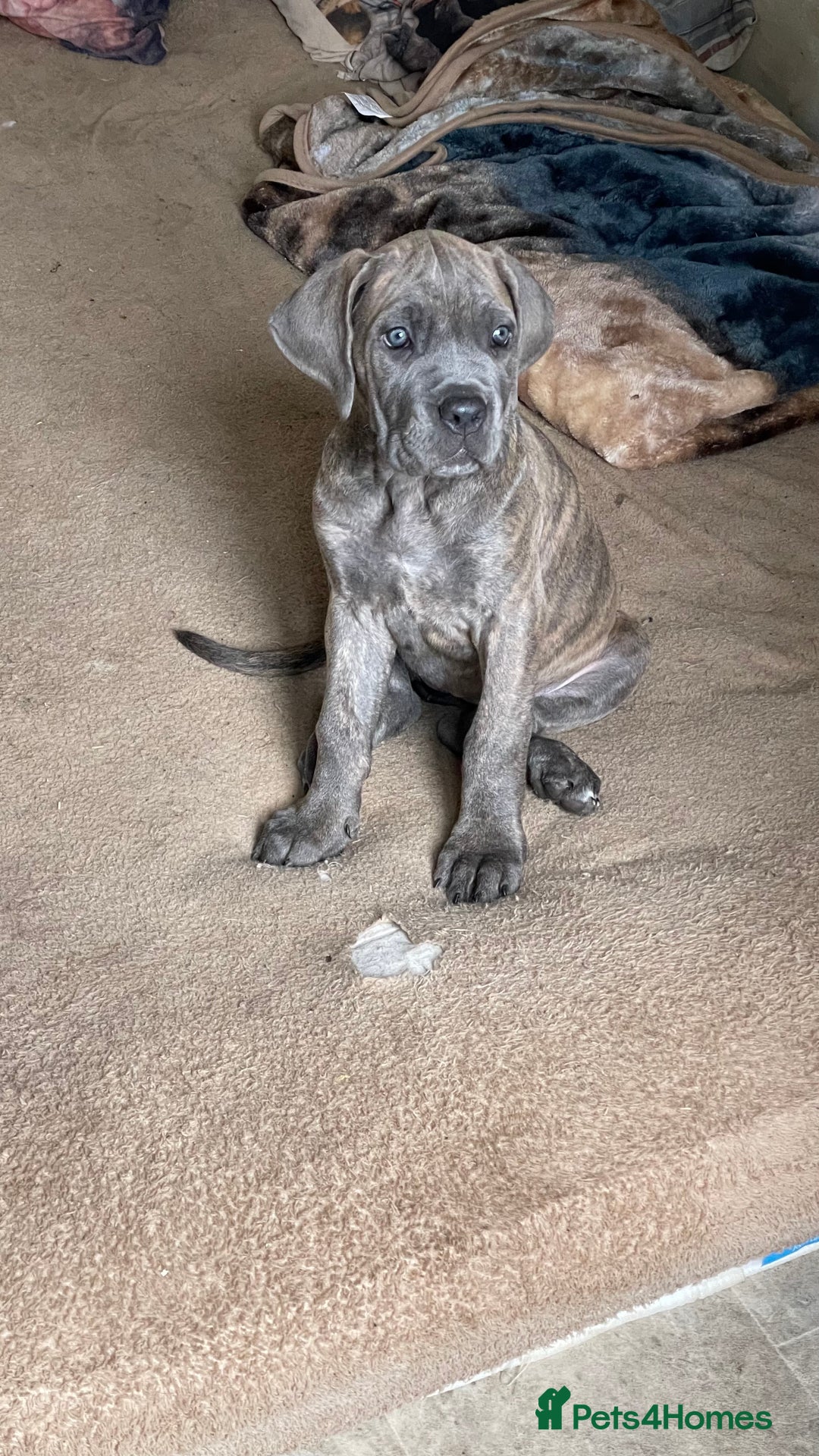 Cane Corso dogs for sale: Cane corso puppies 10 weeks old - Image 16
