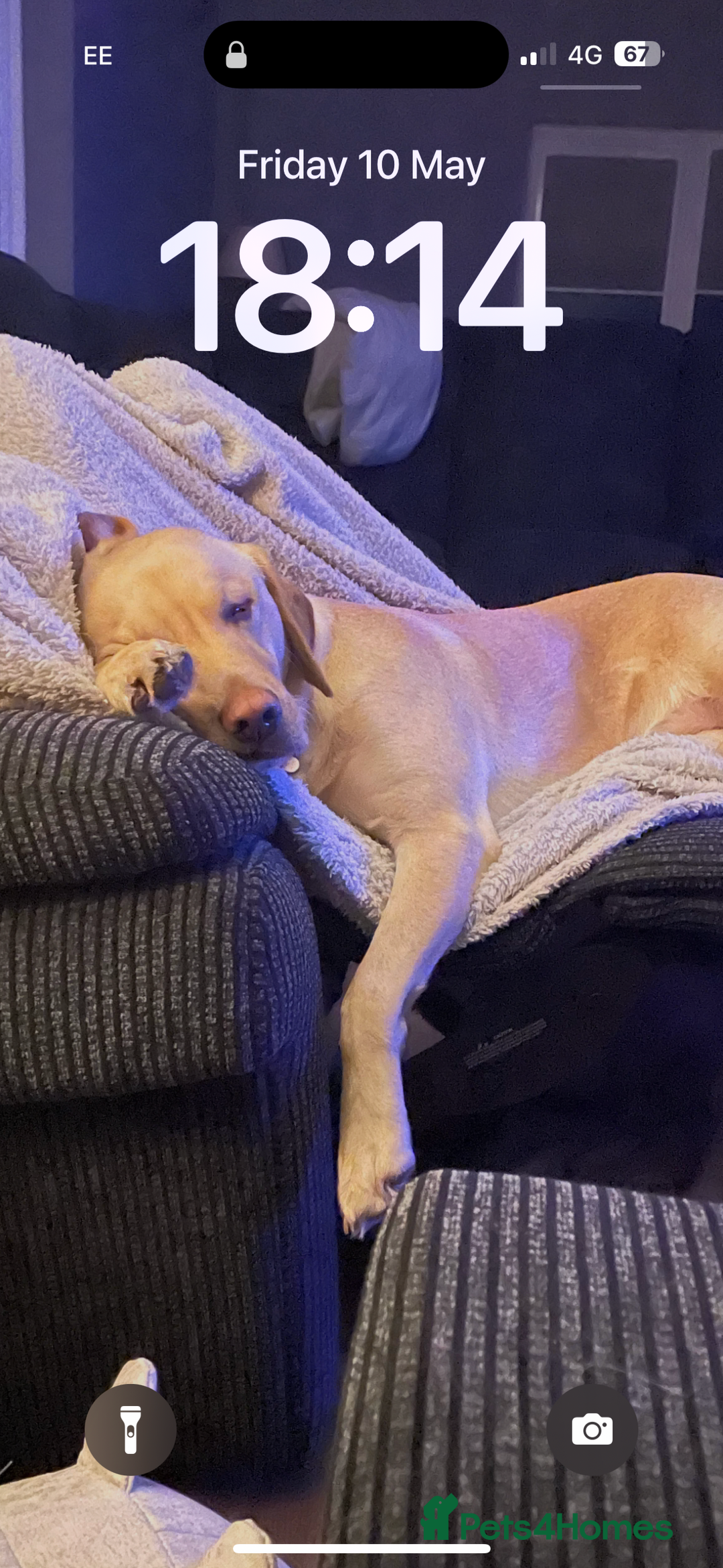 Labrador Retriever dogs for sale: Litter of 9 Labs pale to dark fox red *4 reserved* - Image 4