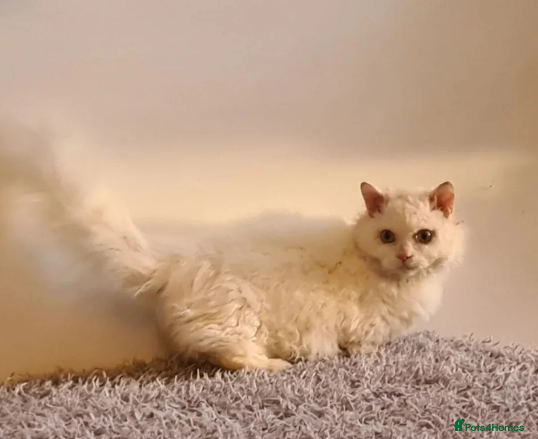 Munchkin cats for sale: Handsome munchkin - Advert 4
