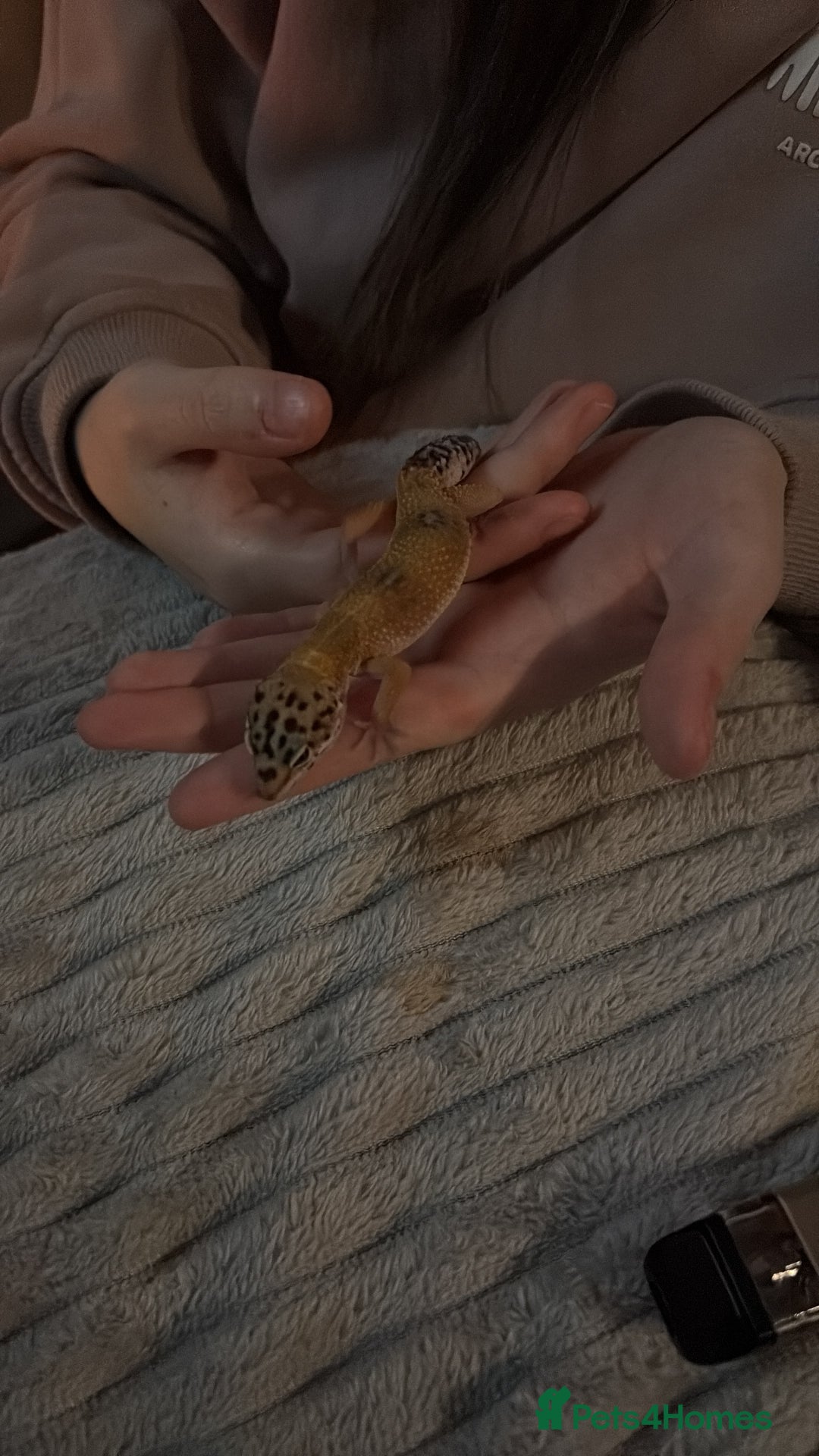 Leopard Gecko reptiles for sale: Leopard Gecko under 6 months old  - Advert 5