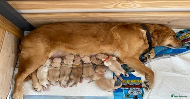 Golden Retriever dogs - Advert 4