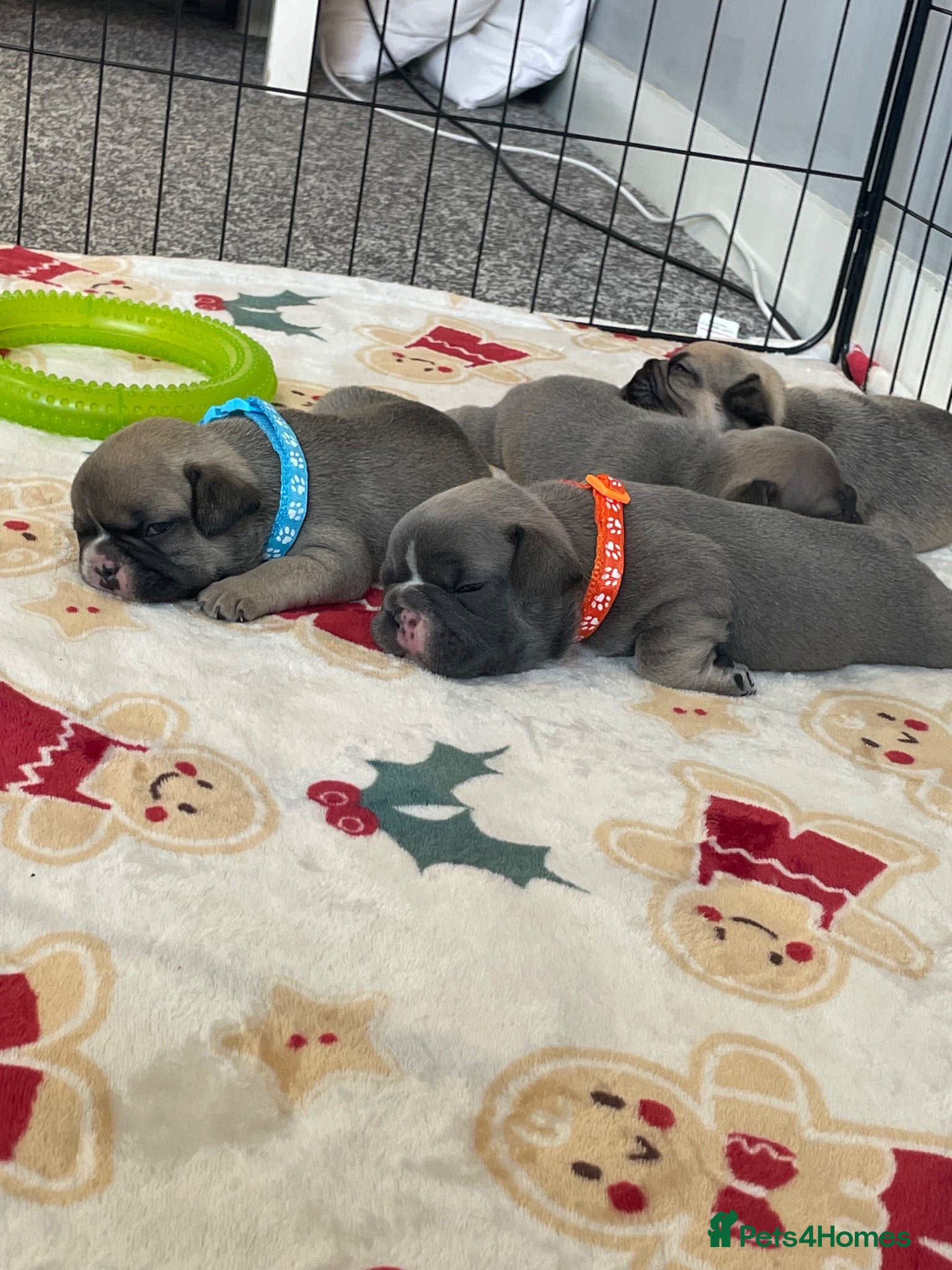 French Bulldog dogs French bulldog puppies  - Advert 1