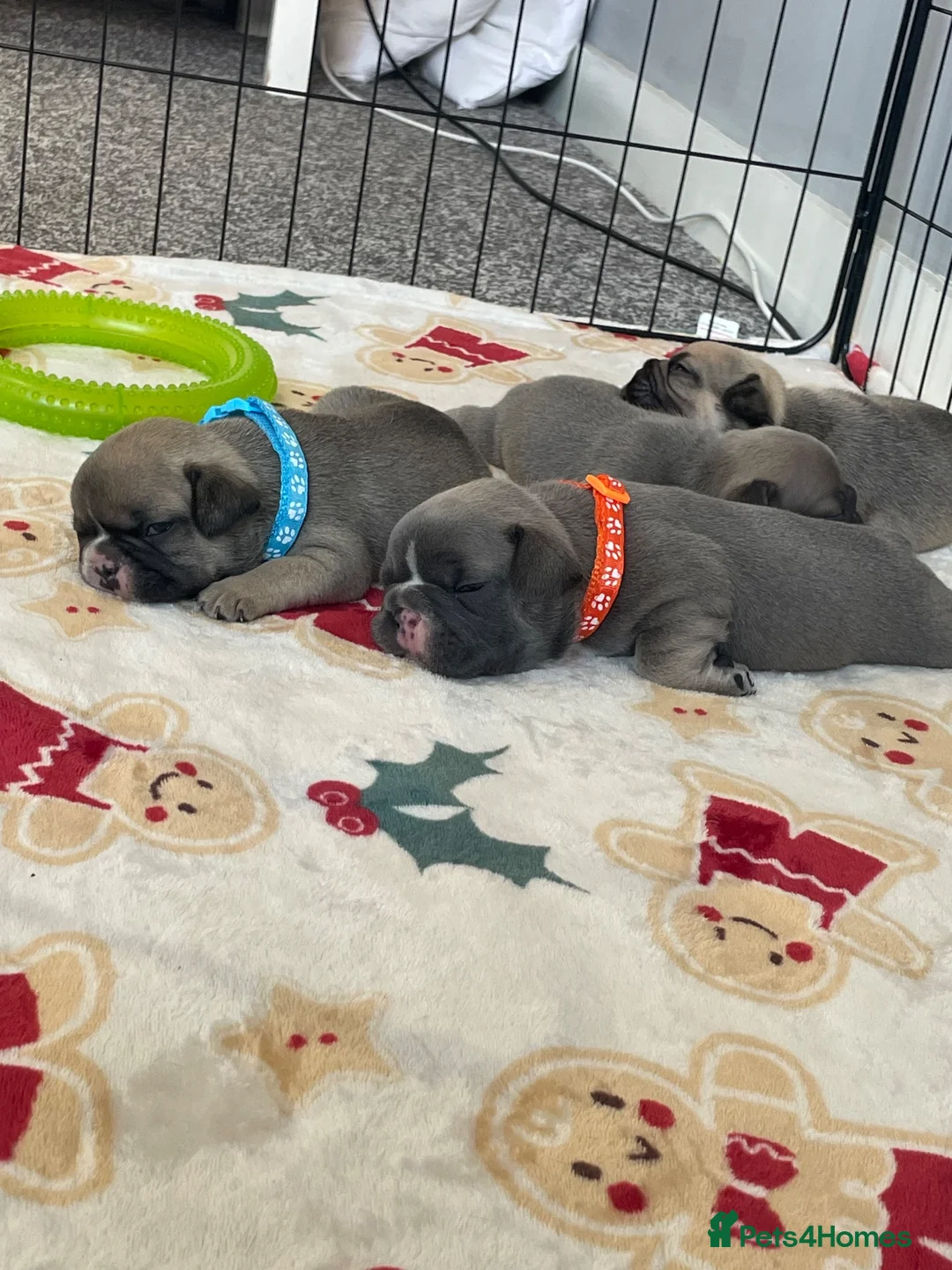 French Bulldog dogs for sale: French bulldog puppies  in Doncaster - Advert 1