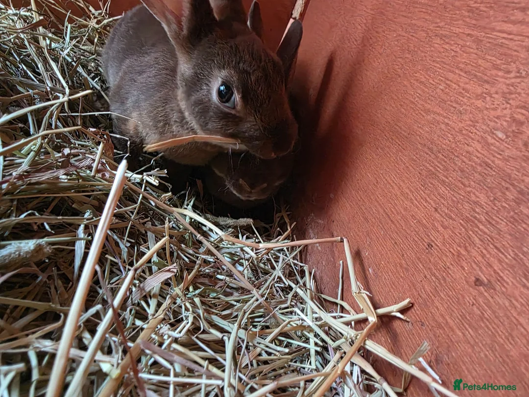Rex rabbits for sale: Chocolate otter mini rex - Advert 2