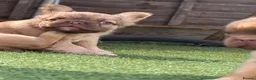 French Bulldog dogs for sale: Fluffy French bulldogs  - Advert 6