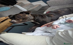 Staffordshire Bull Terrier dogs for sale: Male Staffy micro chipped ready for his new family - Image 17