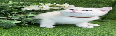 British Shorthair 2