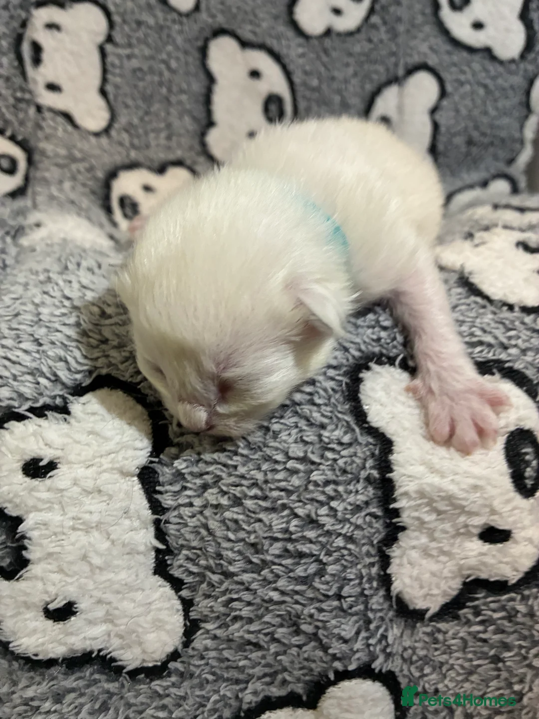 Ragdoll cats for sale: 💗 6 Beautiful Ragdoll Kittens - GCCF Parents 💗 - Advert 2