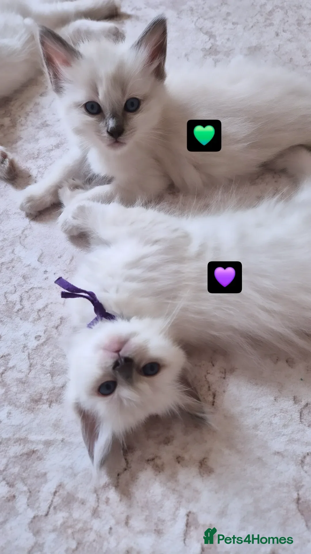Ragdoll cats Our beautiful ragdolls 🐾 (ONLY 2 LEFT) - Advert 14