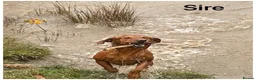 Labrador Retriever dogs for sale: *READY NOW* Stunning KC girls, tested&many FTCH/Ws - Advert 20