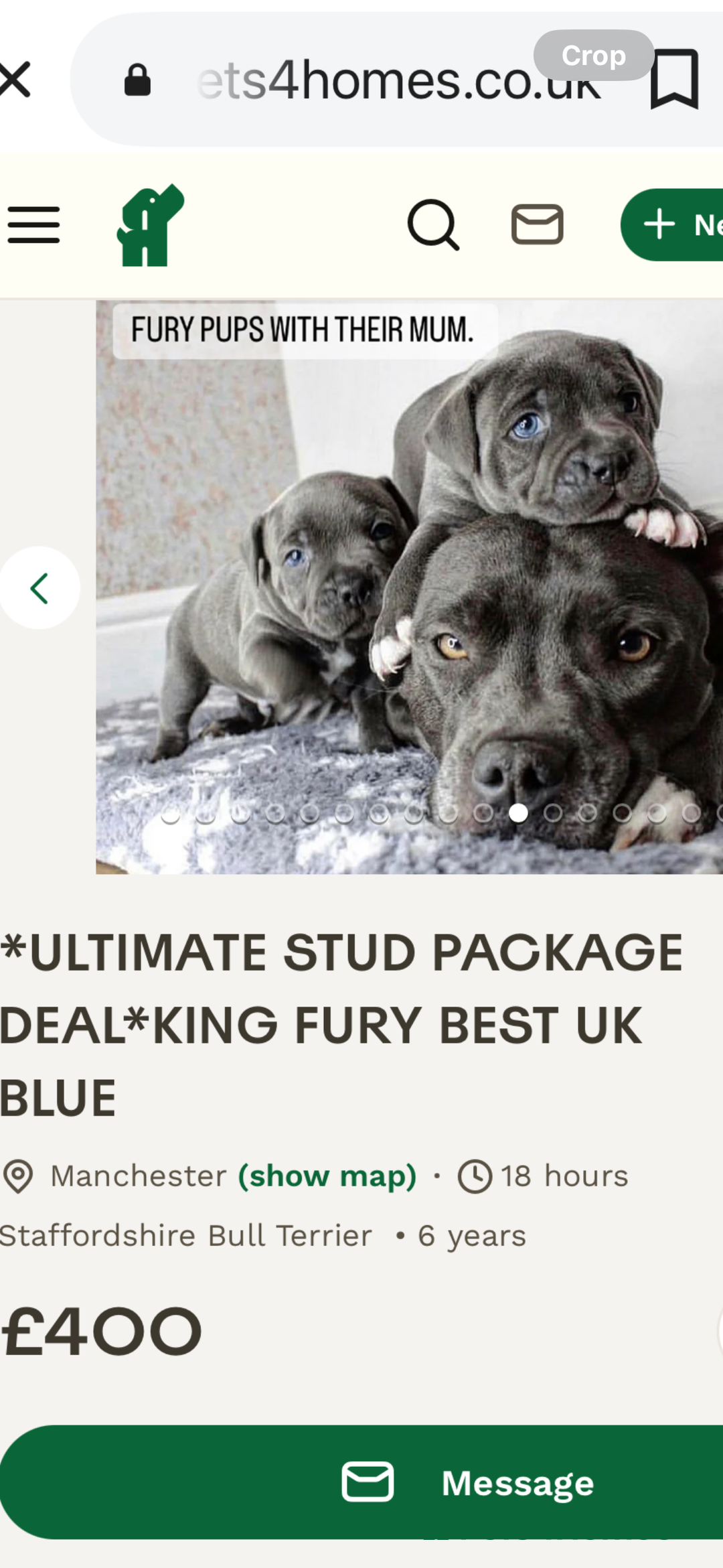 Staffordshire Bull Terrier dogs for sale: Prince Fury - Advert 8