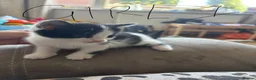 Mixed Breed cats for sale: 6 beautiful kittens  - Advert 4