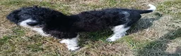 Labradoodle dogs for sale: A Better Start Fully Vaccinated Manners HomeRaised - Advert 10