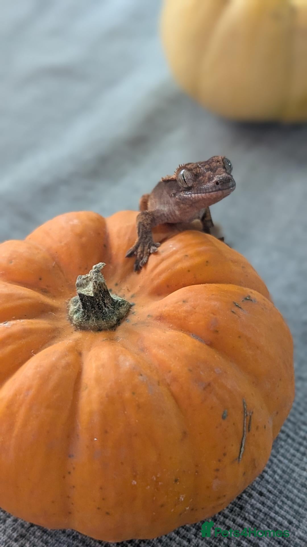 Gecko reptiles for sale: Crested gecko babies - Advert 1