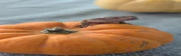 Gecko reptiles for sale: Crested gecko babies - Advert 1